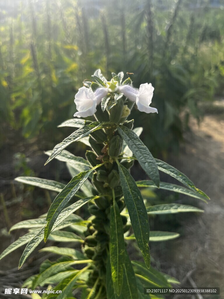 芝麻