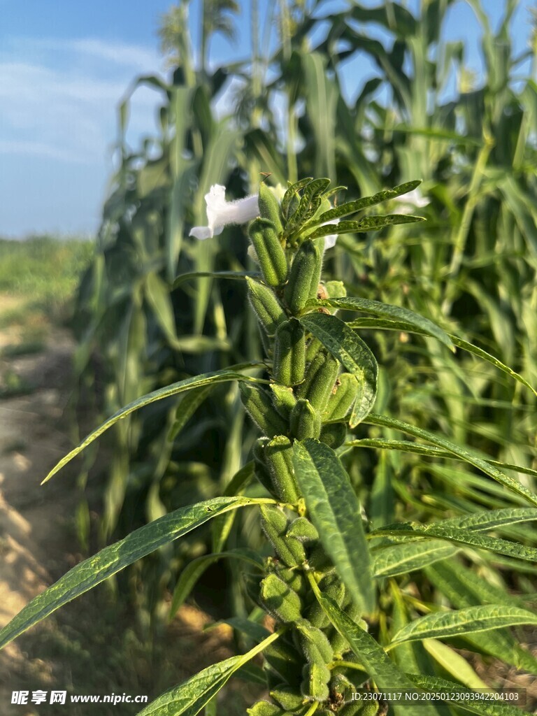 芝麻 