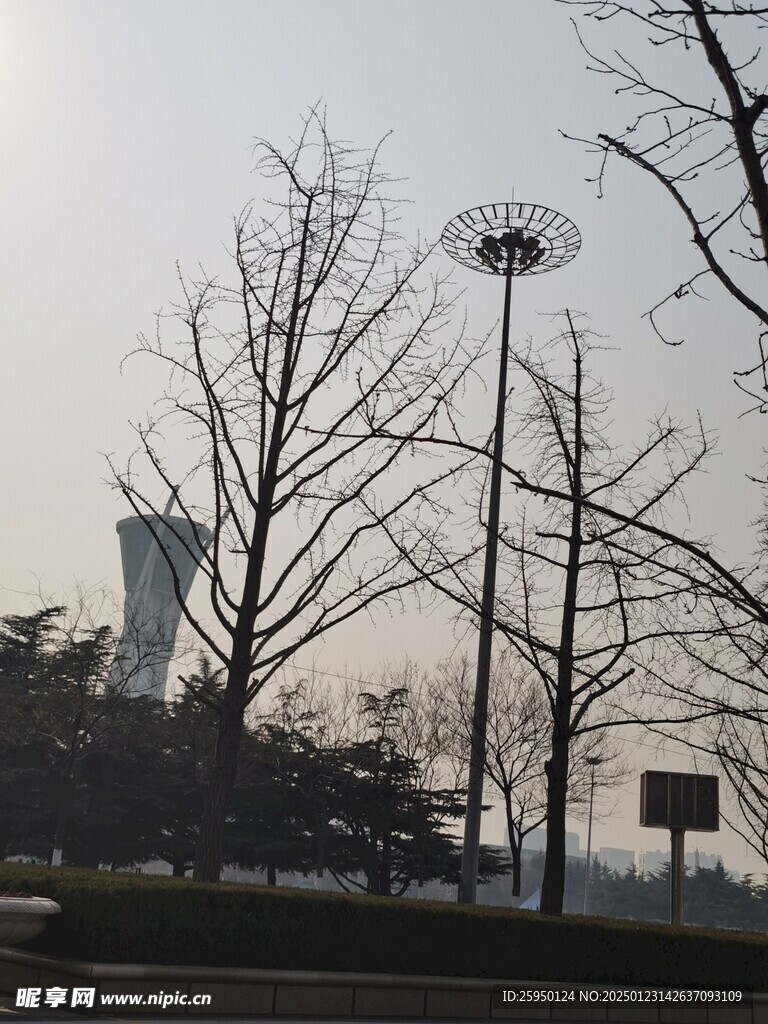 树杆