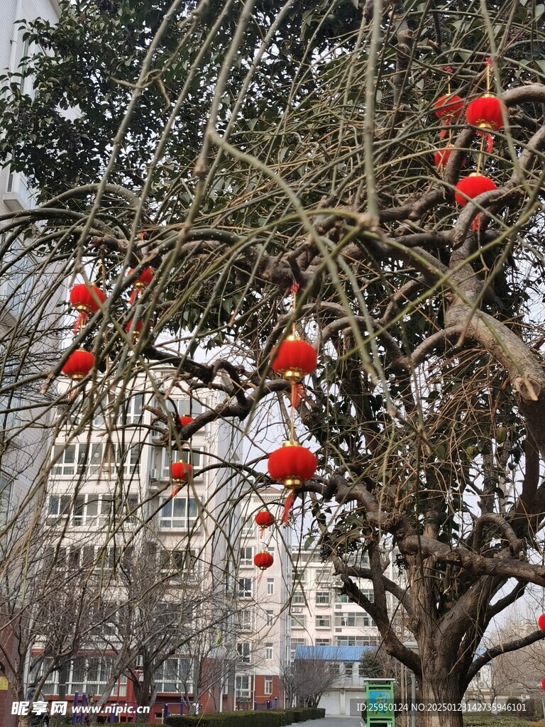 树杆