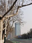 树杆
