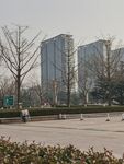 树杆