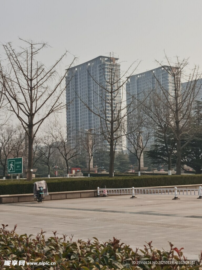 树杆