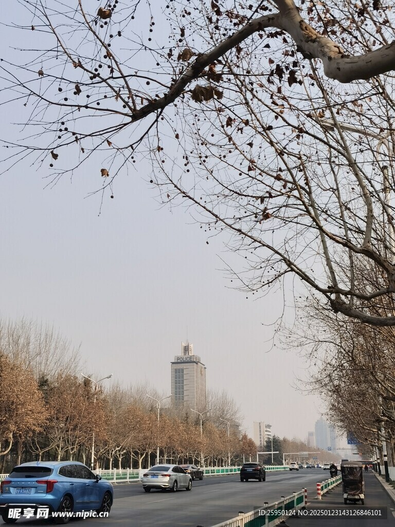 树杆