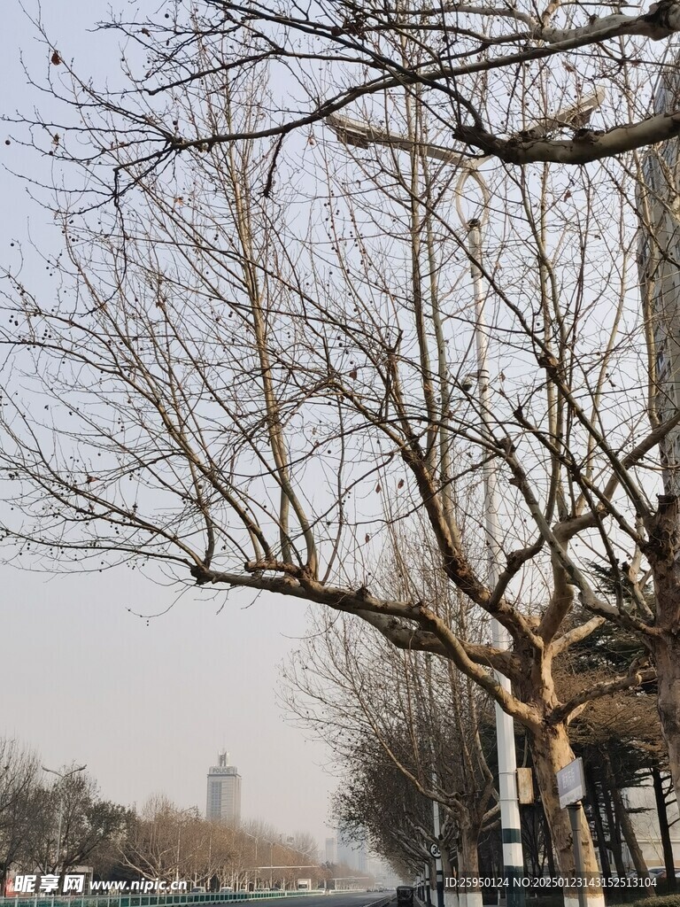 树杆