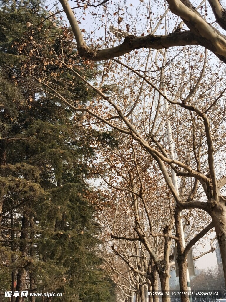 树杆