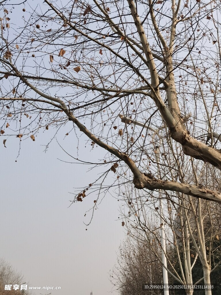 树杆
