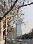 树杆