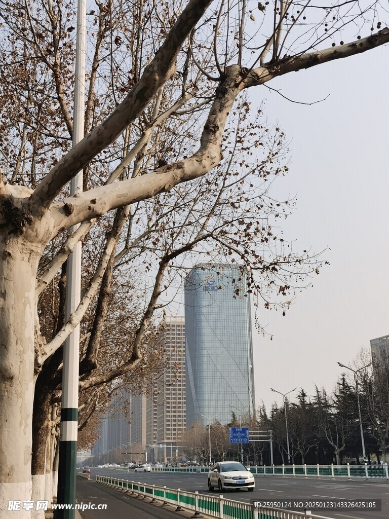 树杆