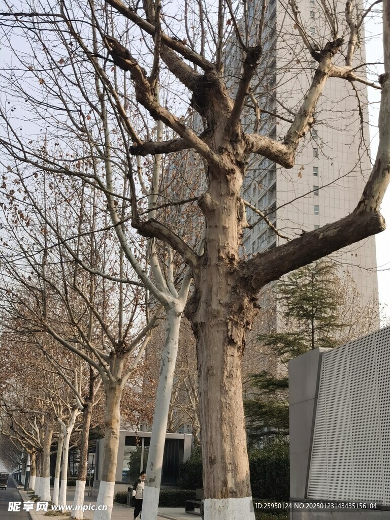 树杆