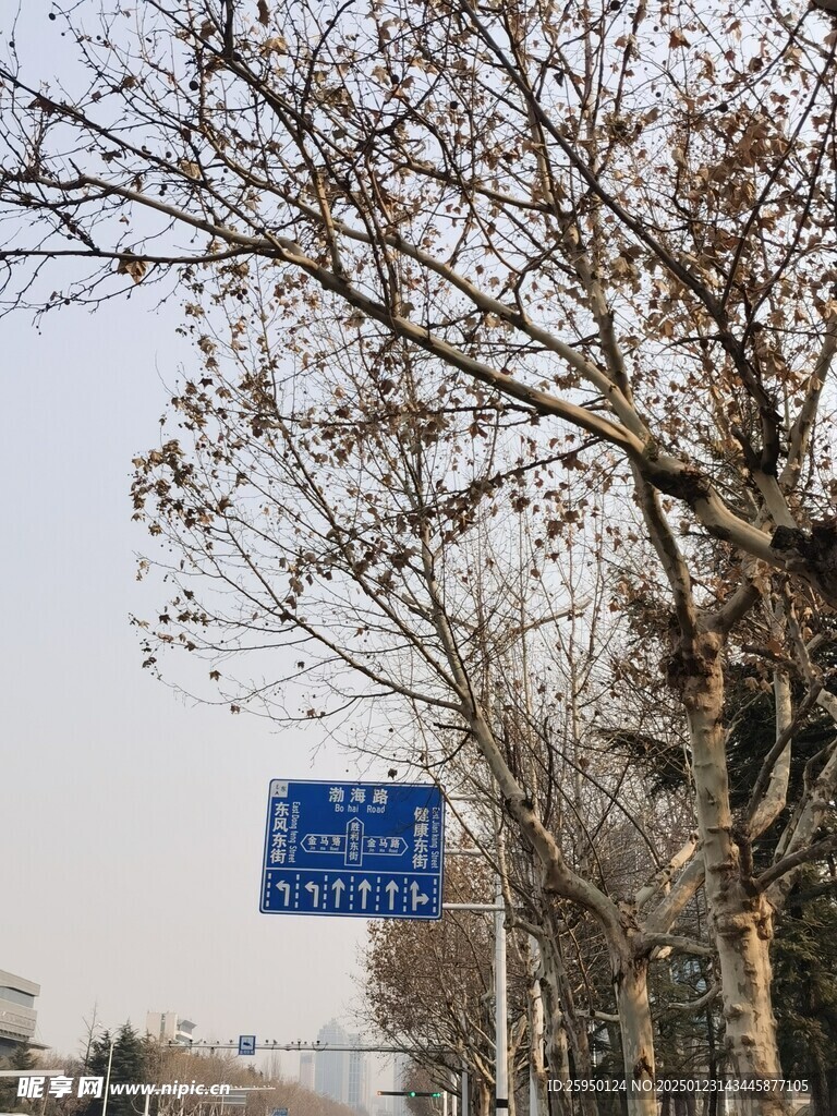 树杆