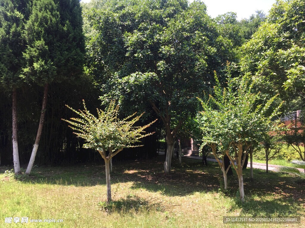 绿植