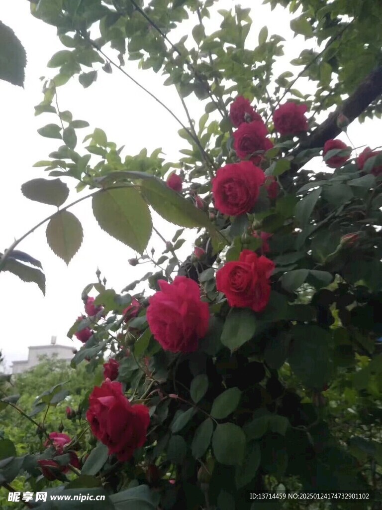 玫瑰花