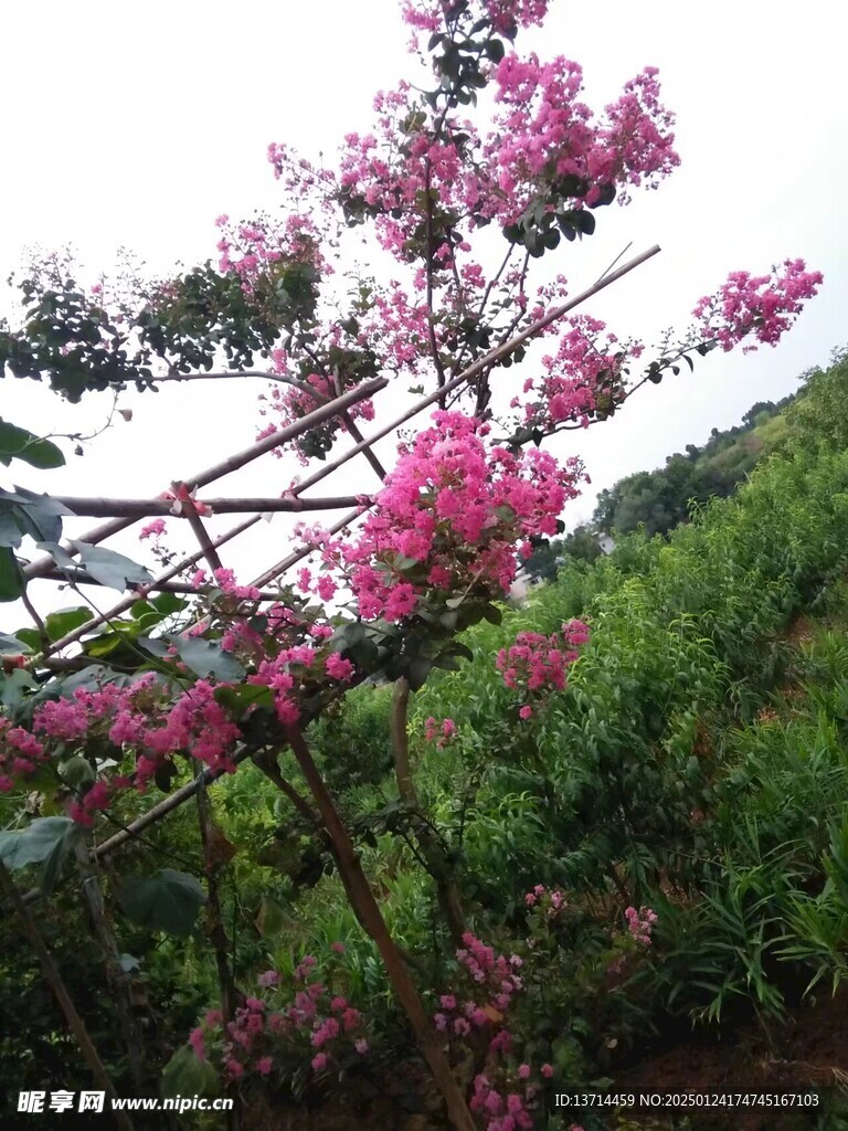 紫薇花