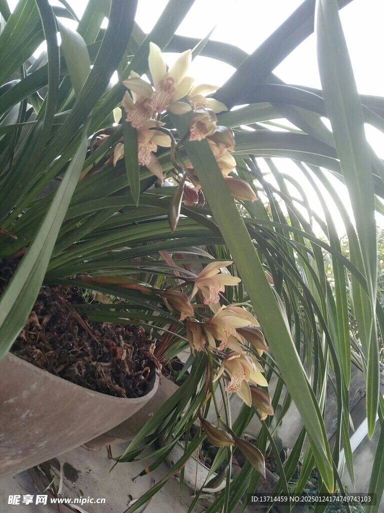 兰花