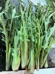 甜麦菜