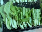 白菜苗