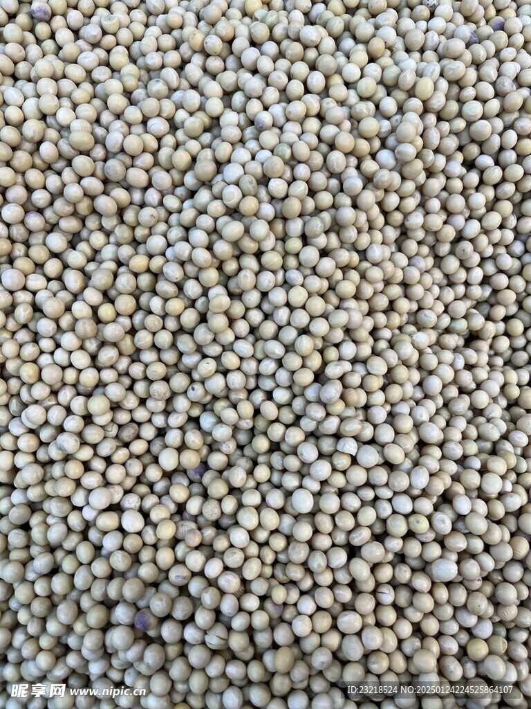 黄豆