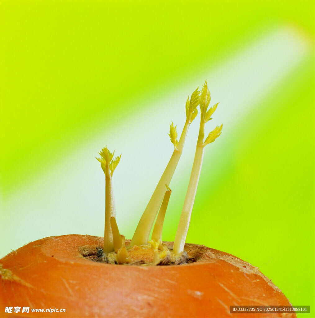  绿芽 植物 绿叶 生长 幼苗