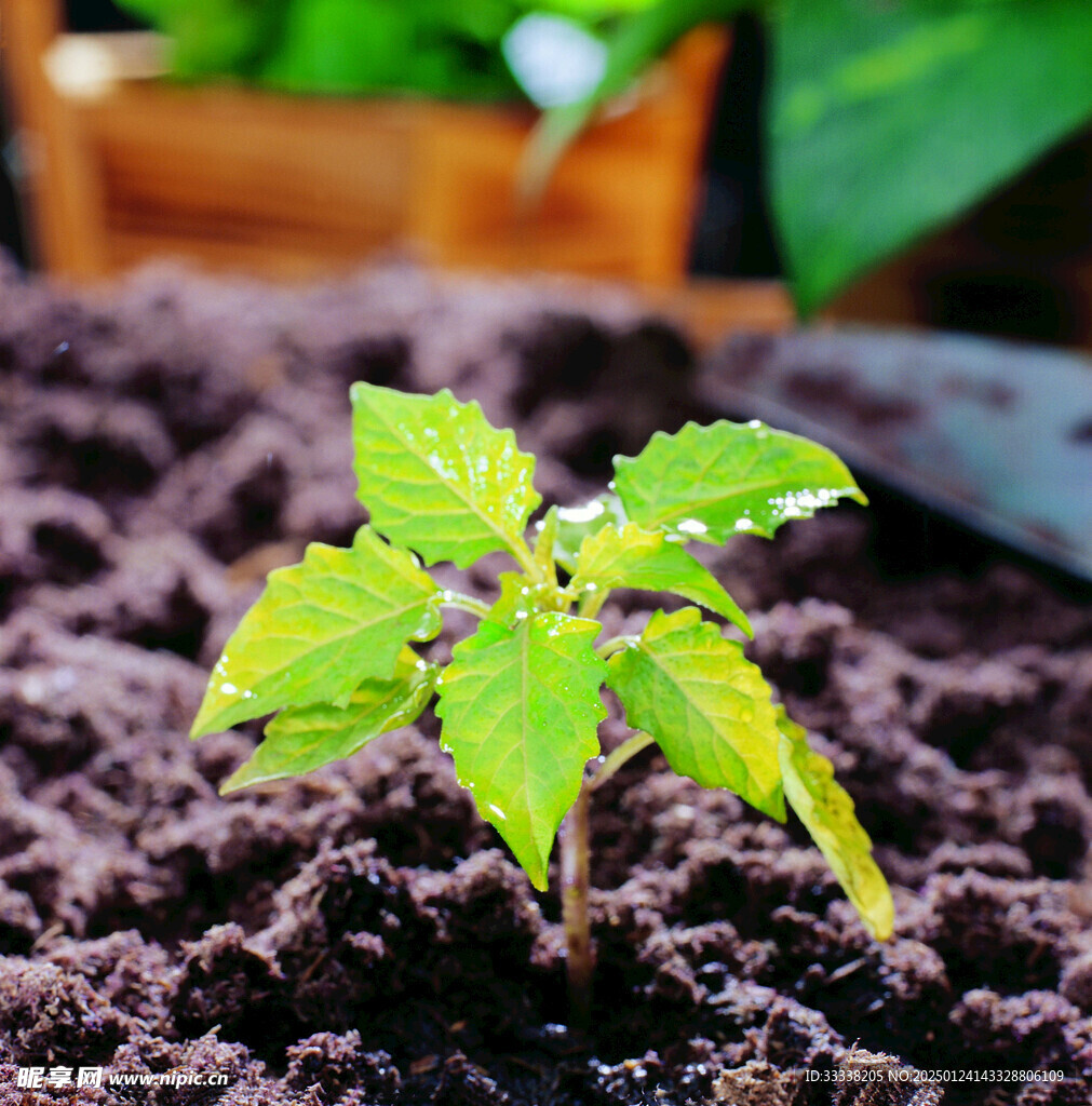  绿芽 植物 绿叶 生长 幼苗