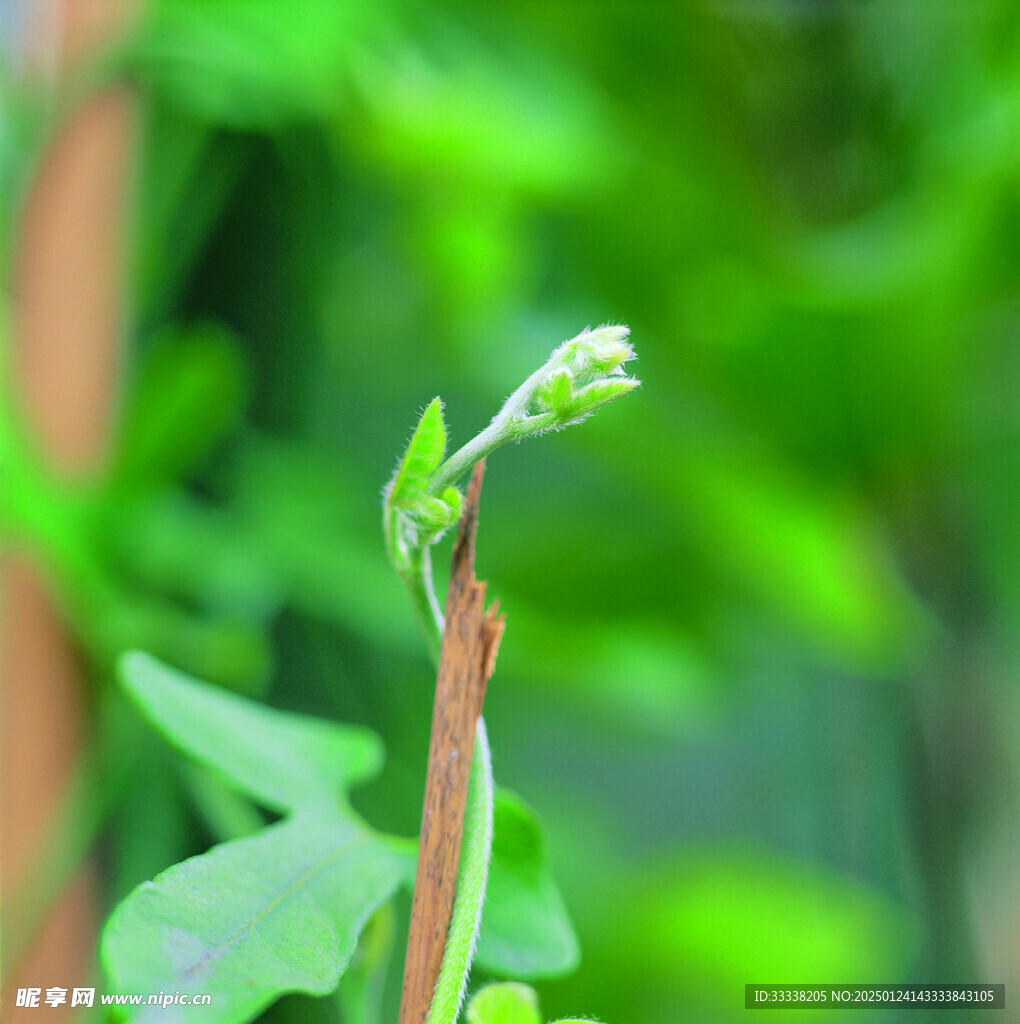  绿芽 植物 绿叶 生长 幼苗