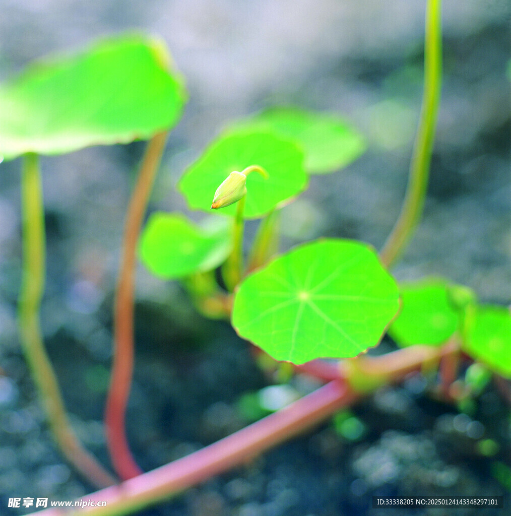 绿芽