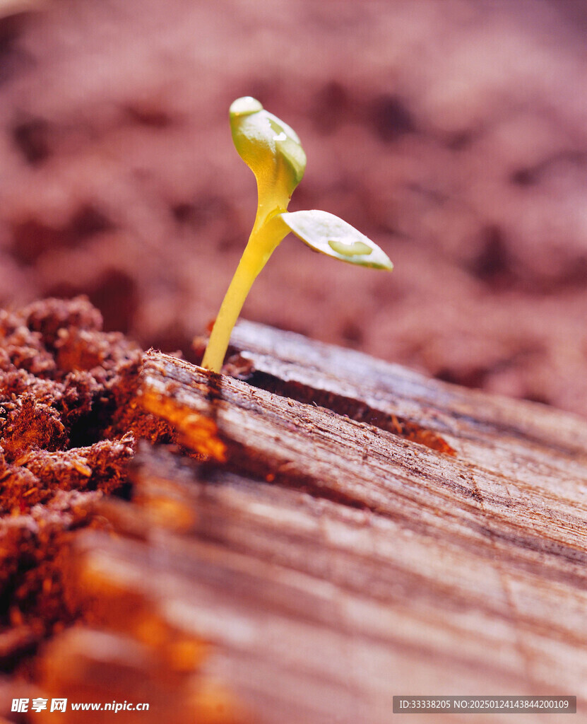  绿芽 植物 绿叶 生长 幼苗