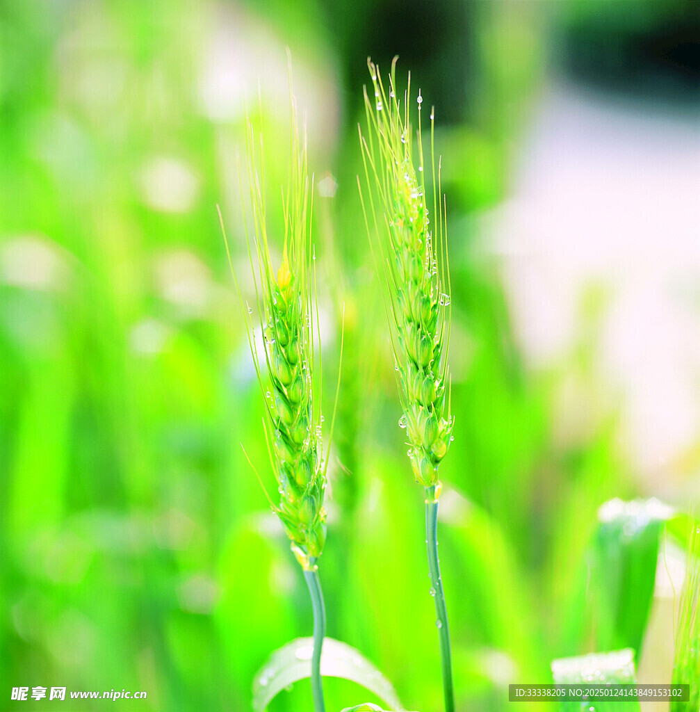  绿芽 植物 绿叶 生长 幼苗