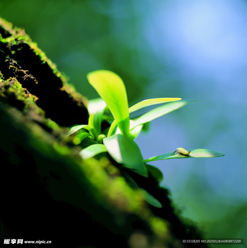  绿芽 植物 绿叶 生长 幼苗