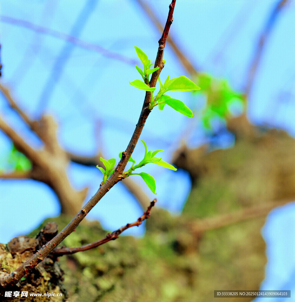  绿芽 植物 绿叶 生长 幼苗