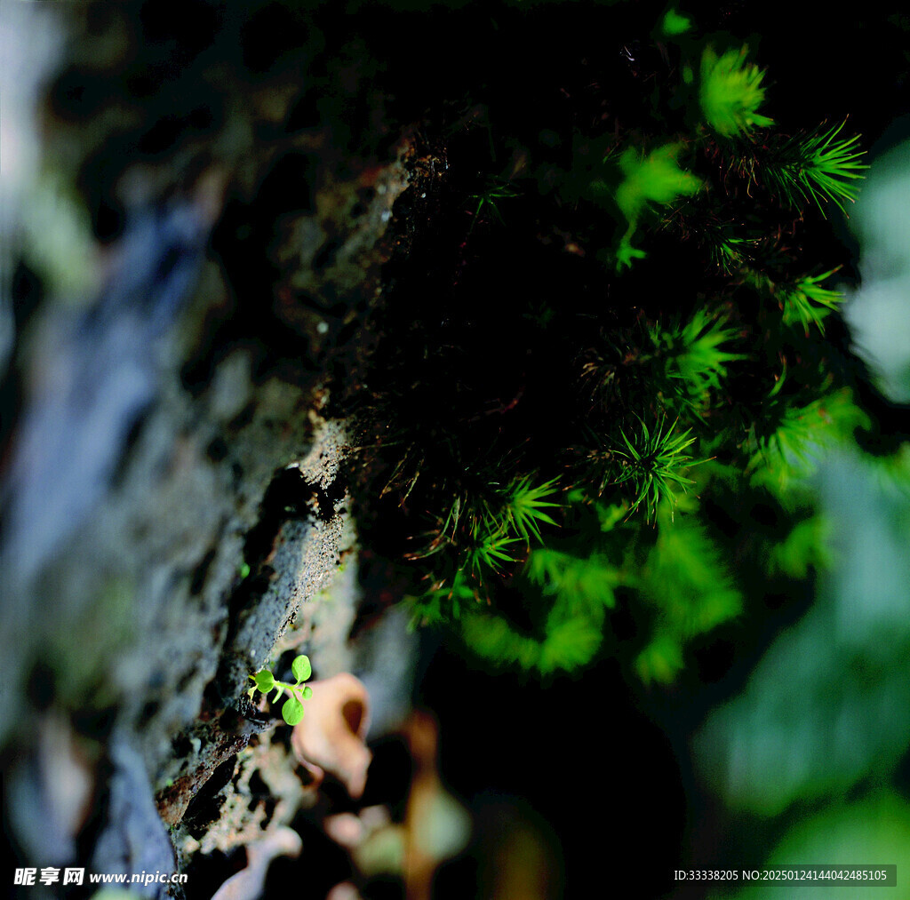  绿芽 植物 绿叶 生长 幼苗