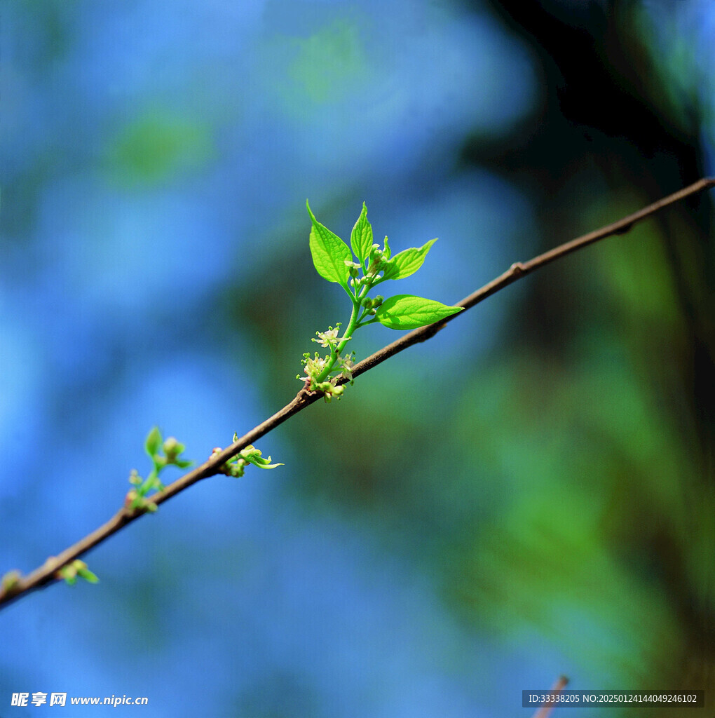  绿芽 植物 绿叶 生长 幼苗