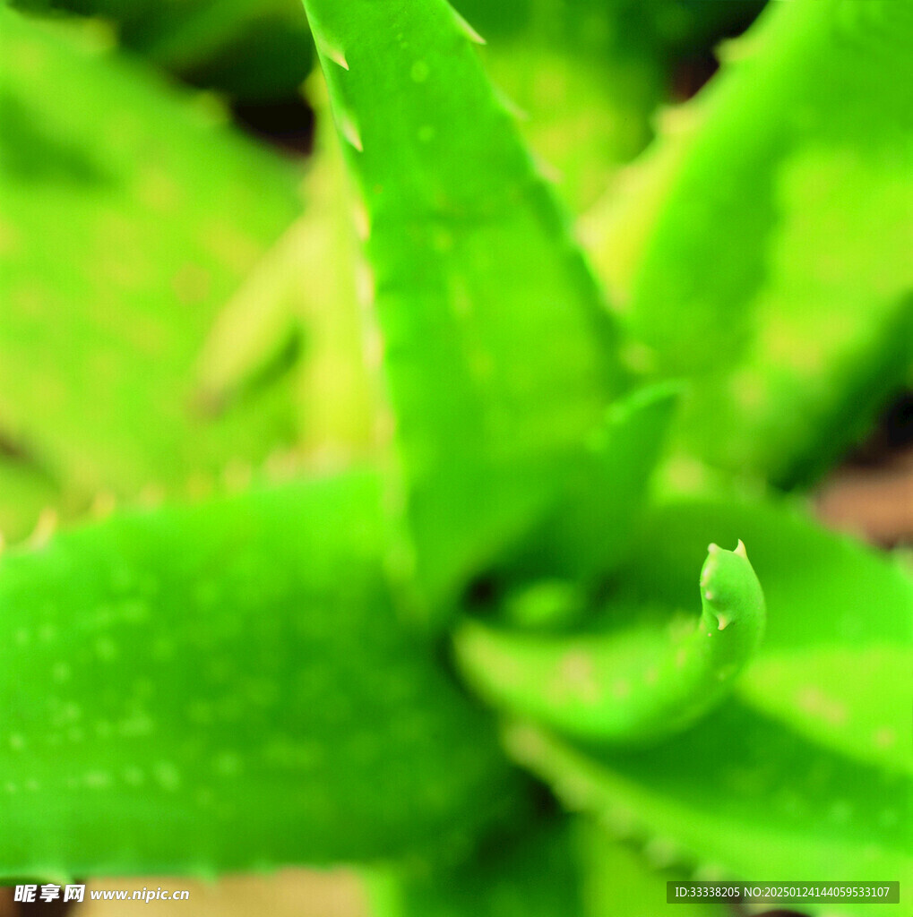  绿芽 植物 绿叶 生长 幼苗