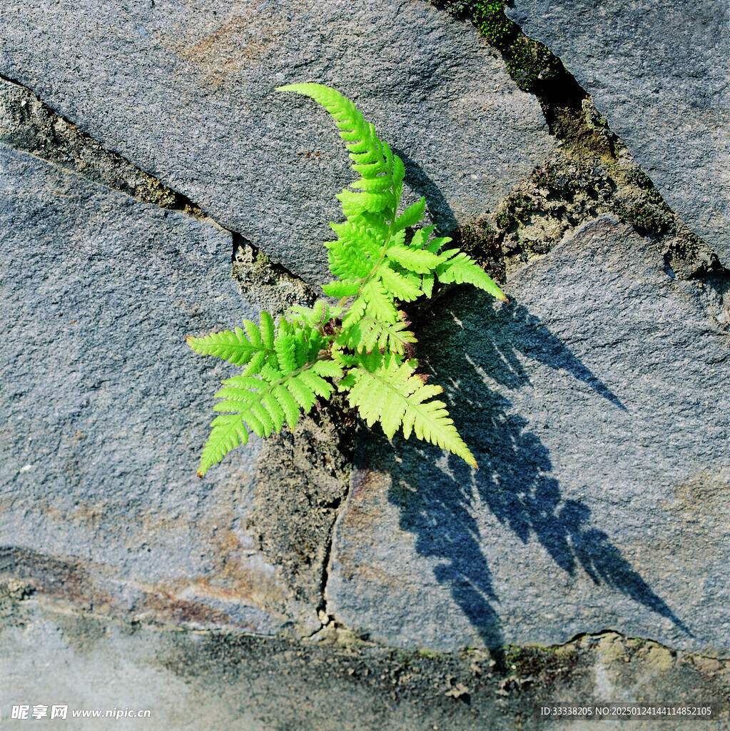  绿芽 植物 绿叶 生长 幼苗