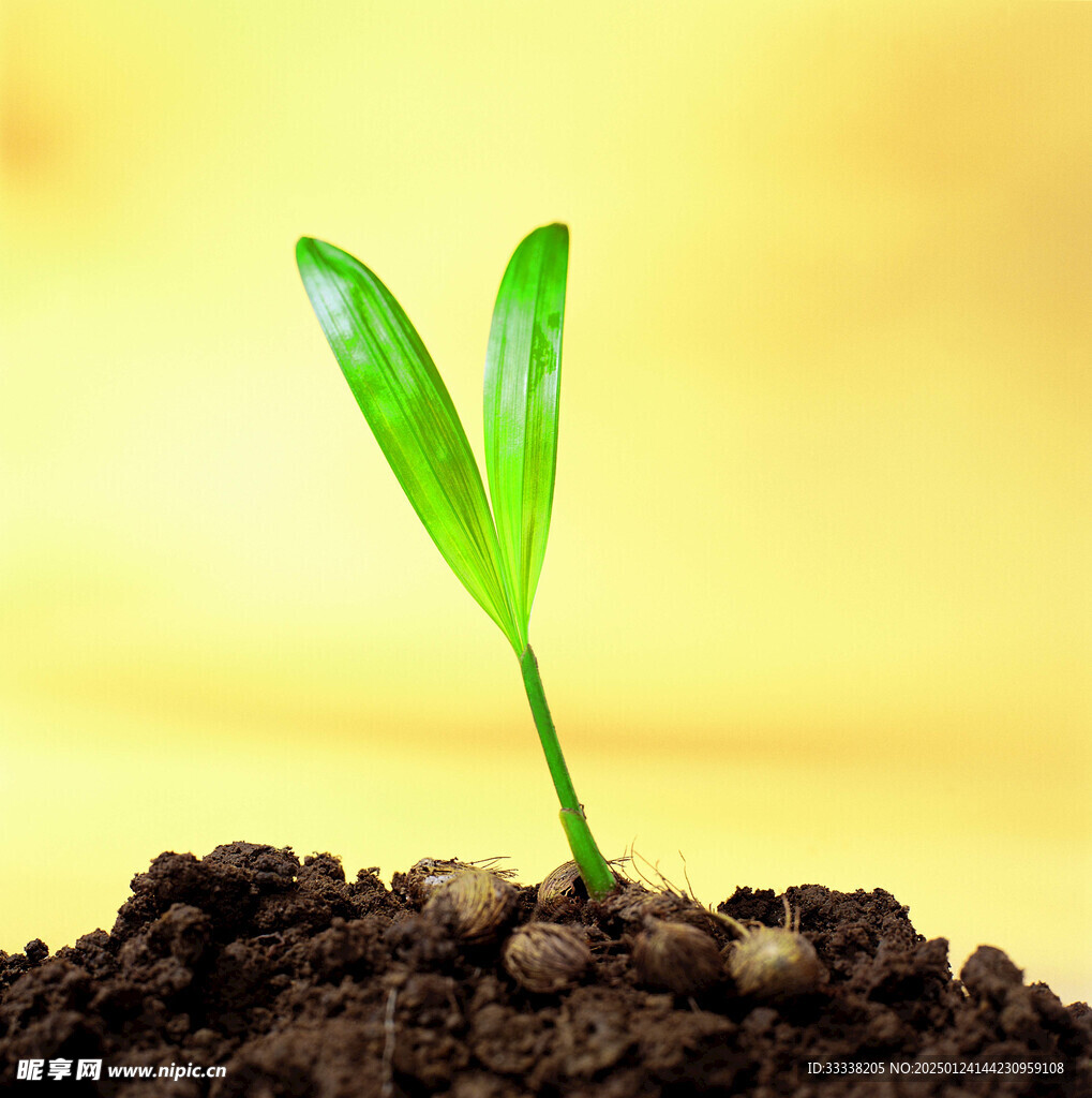  绿芽 植物 绿叶 生长 幼苗