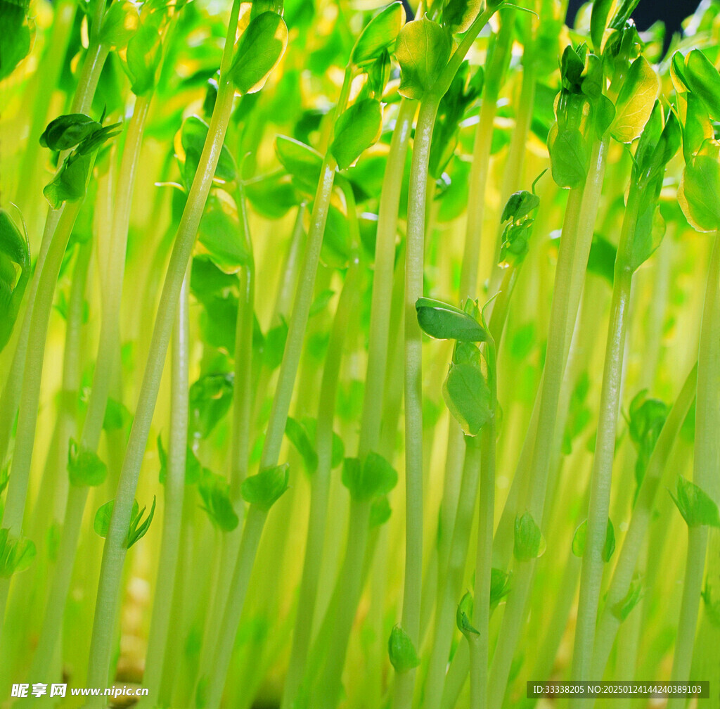  绿芽 植物 绿叶 生长 幼苗