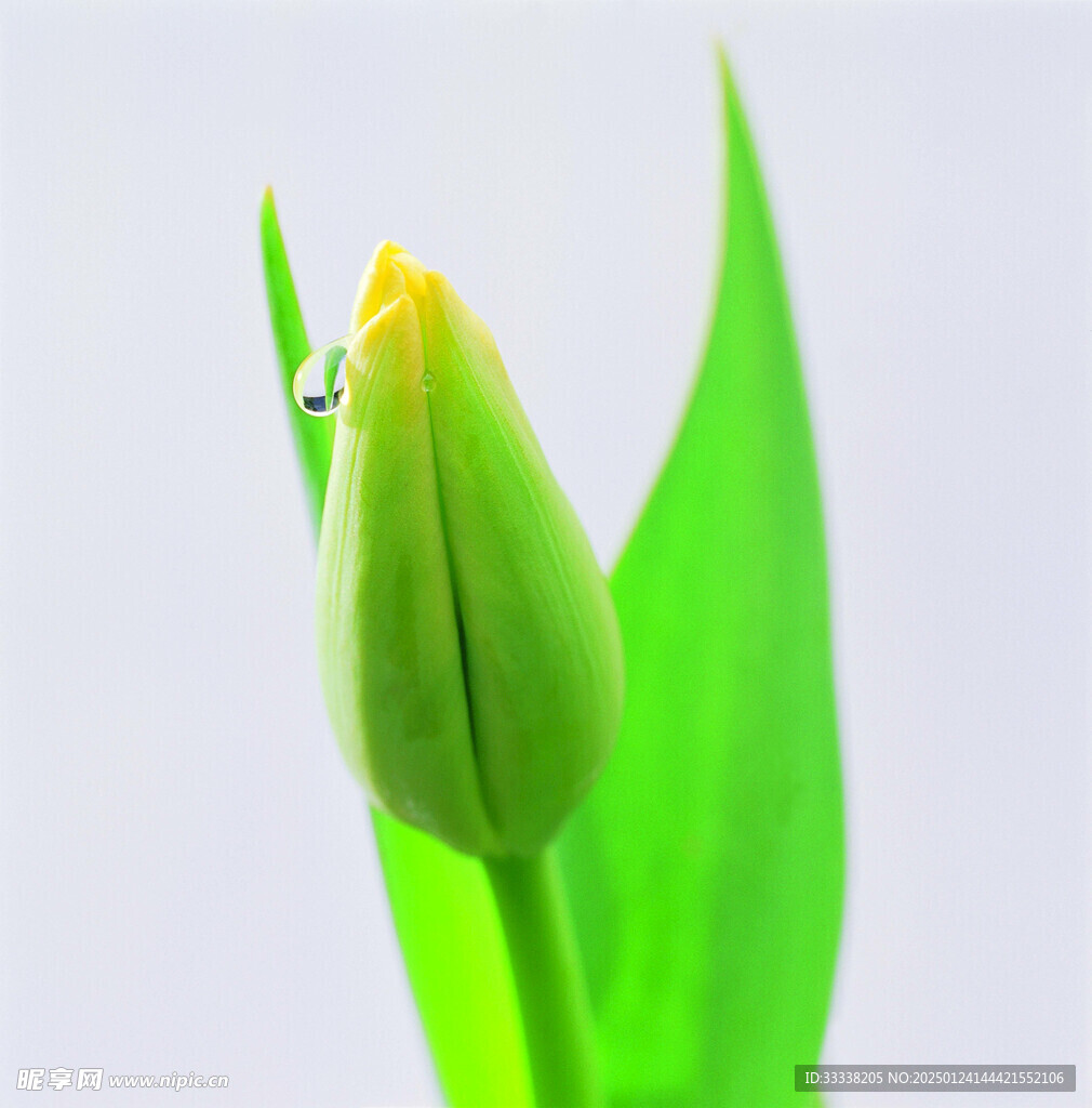  绿芽 植物 绿叶 生长 幼苗