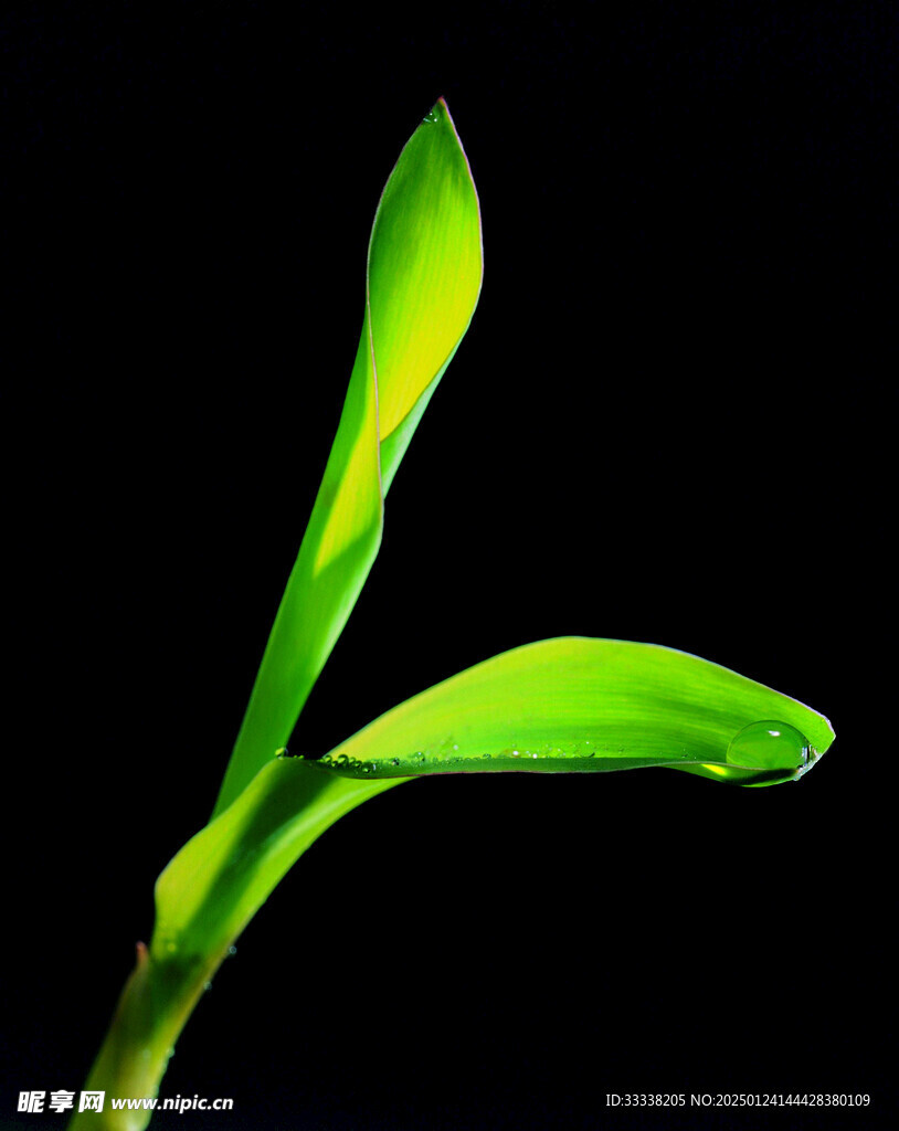  绿芽 植物 绿叶 生长 幼苗