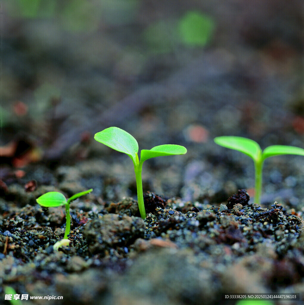  绿芽 植物 绿叶 生长 幼苗