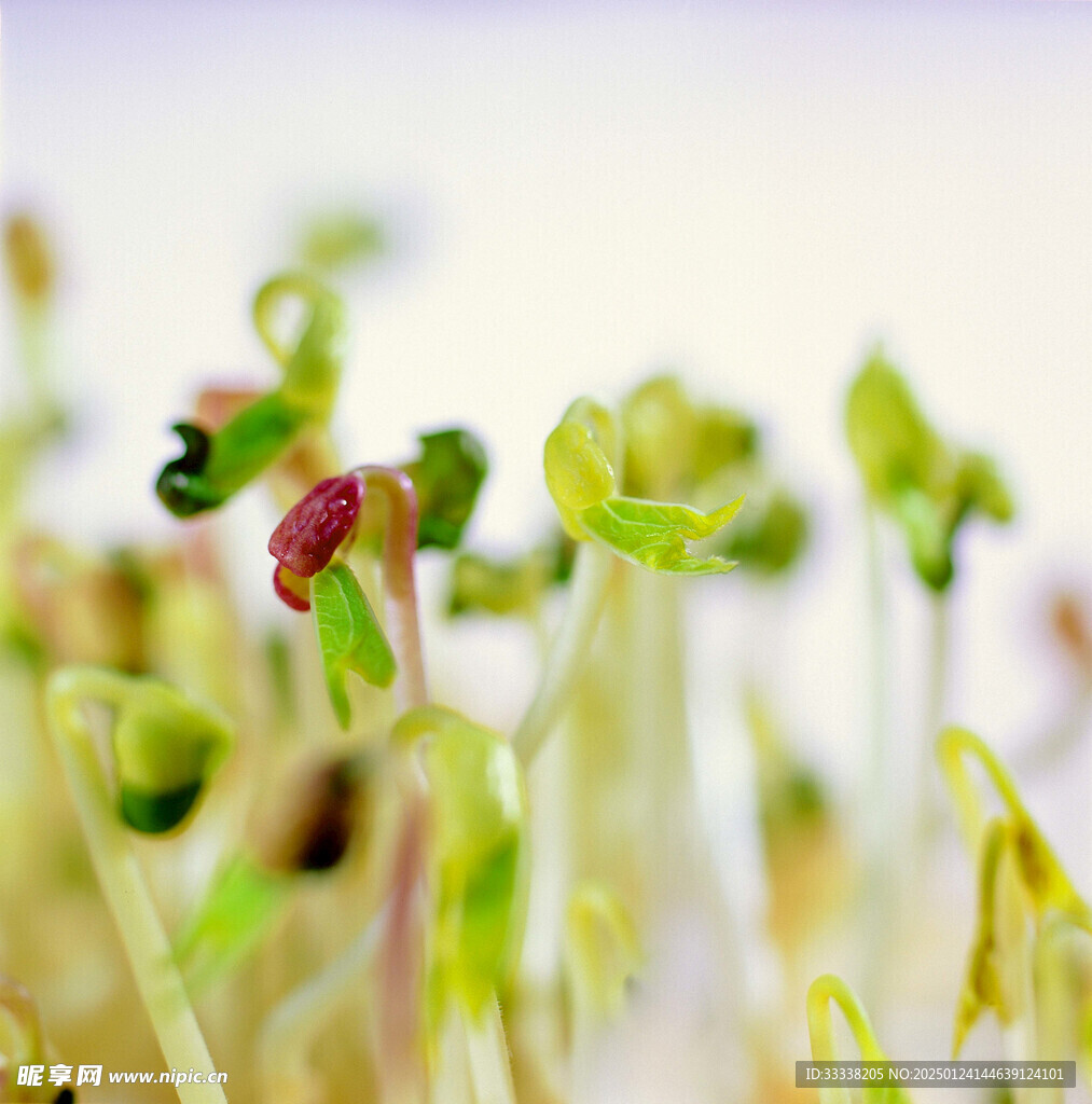  绿芽 植物 绿叶 生长 幼苗