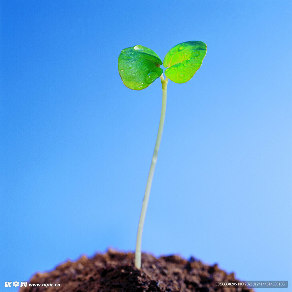  绿芽 植物 绿叶 生长 幼苗