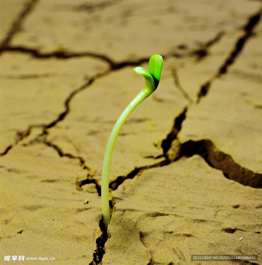  绿芽 植物 绿叶 生长 幼苗