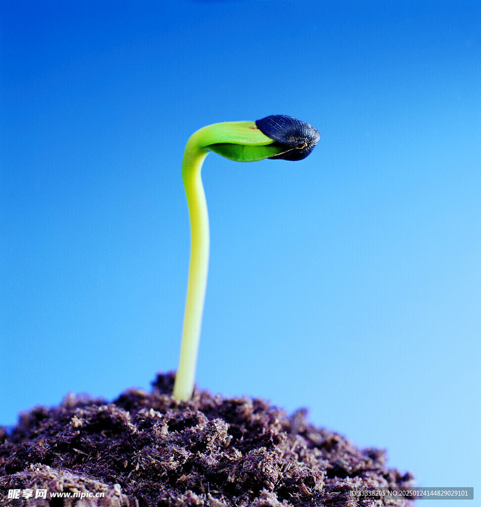  绿芽 植物 绿叶 生长 幼苗
