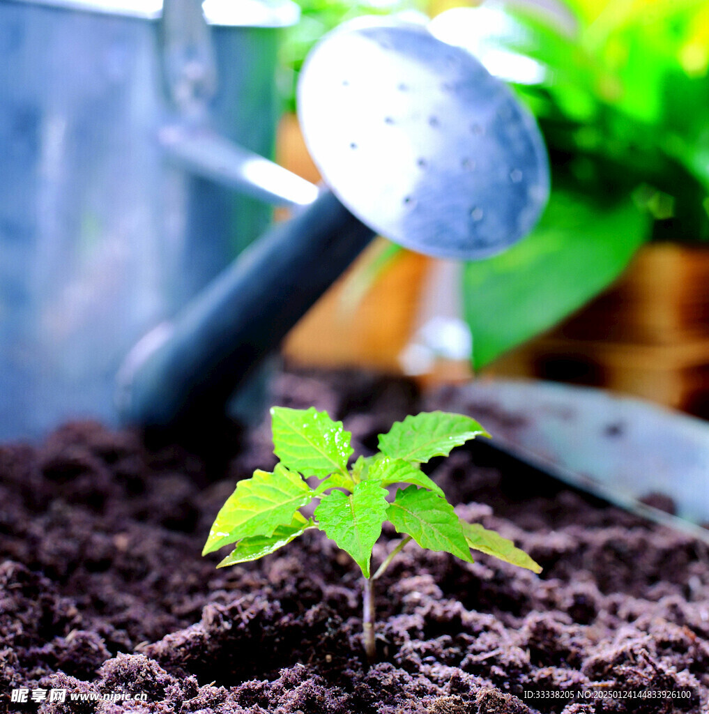  绿芽 植物 绿叶 生长 幼苗