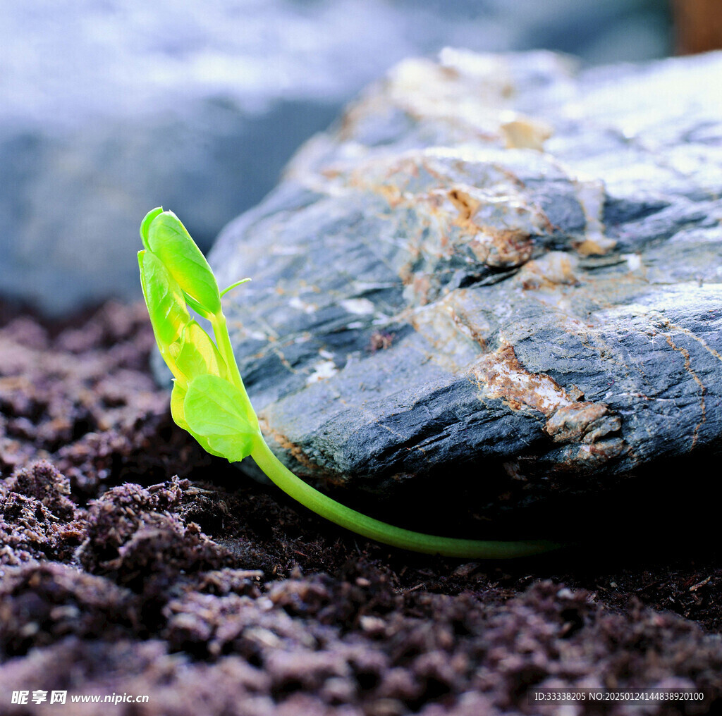  绿芽 植物 绿叶 生长 幼苗