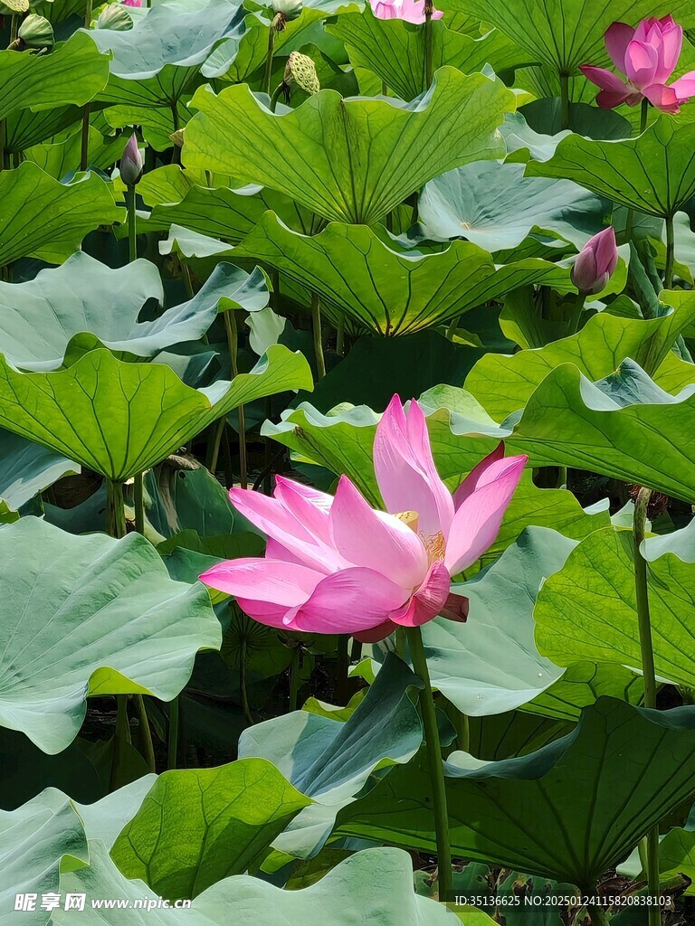 荷花