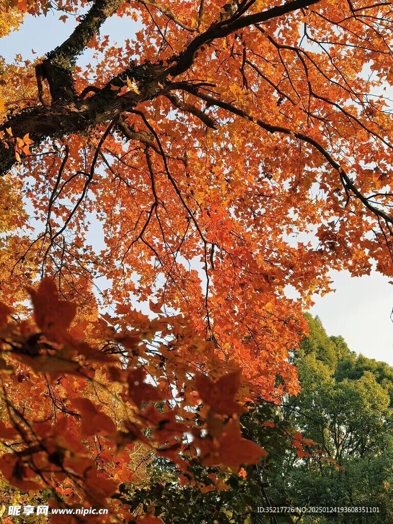 枫叶