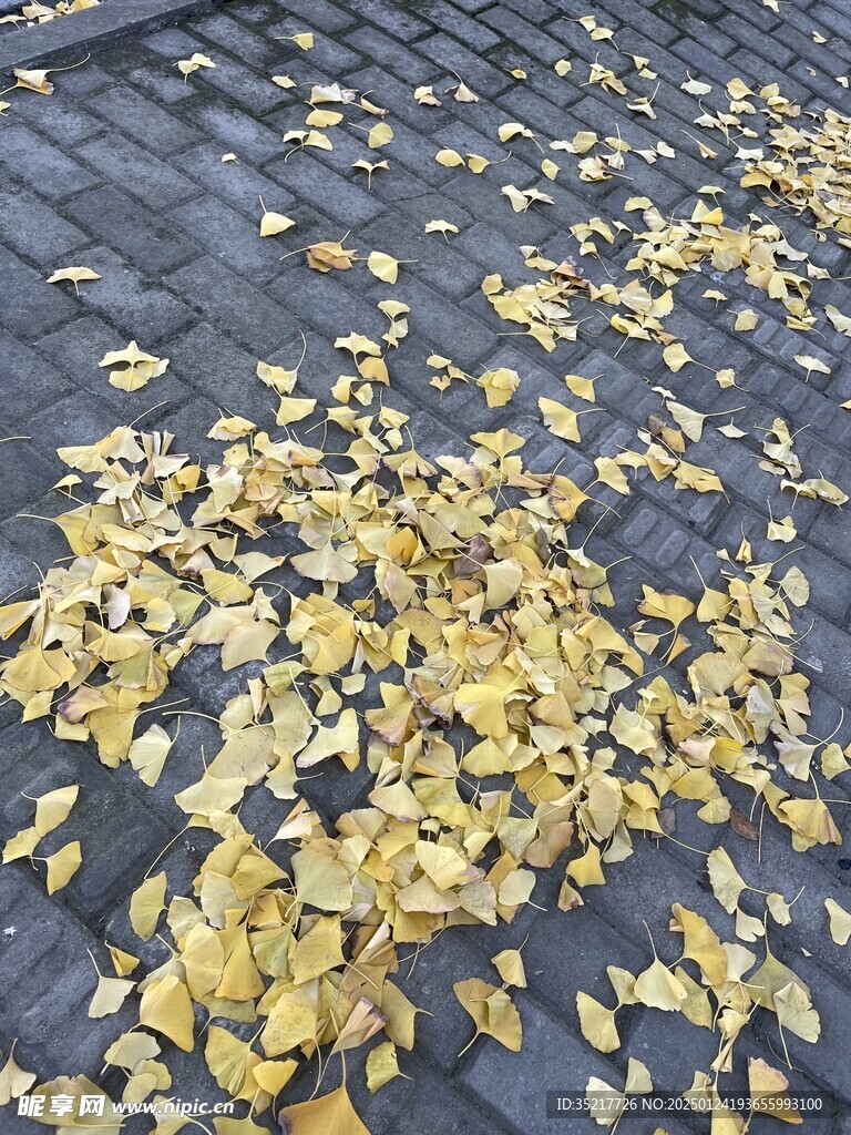 银杏   白果叶   落叶