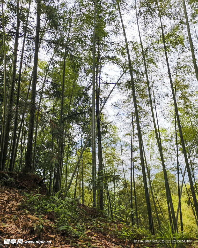 山坡上的竹林