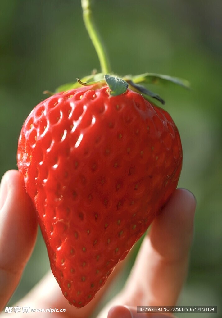 草莓